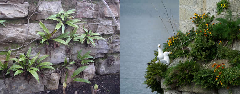 Natuurlijke vegetatie op muren en rotsen